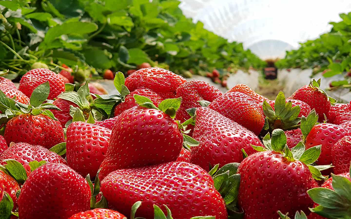 Erdbeerhof mit erntefrischen Erdbeeren