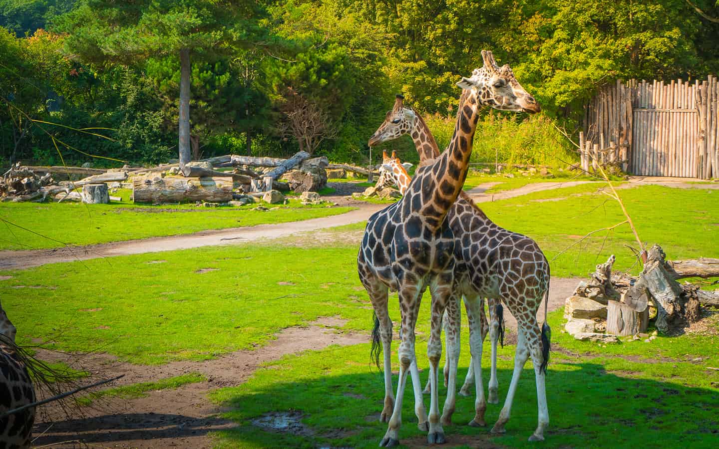 Giraffen im Zoo Leipzig