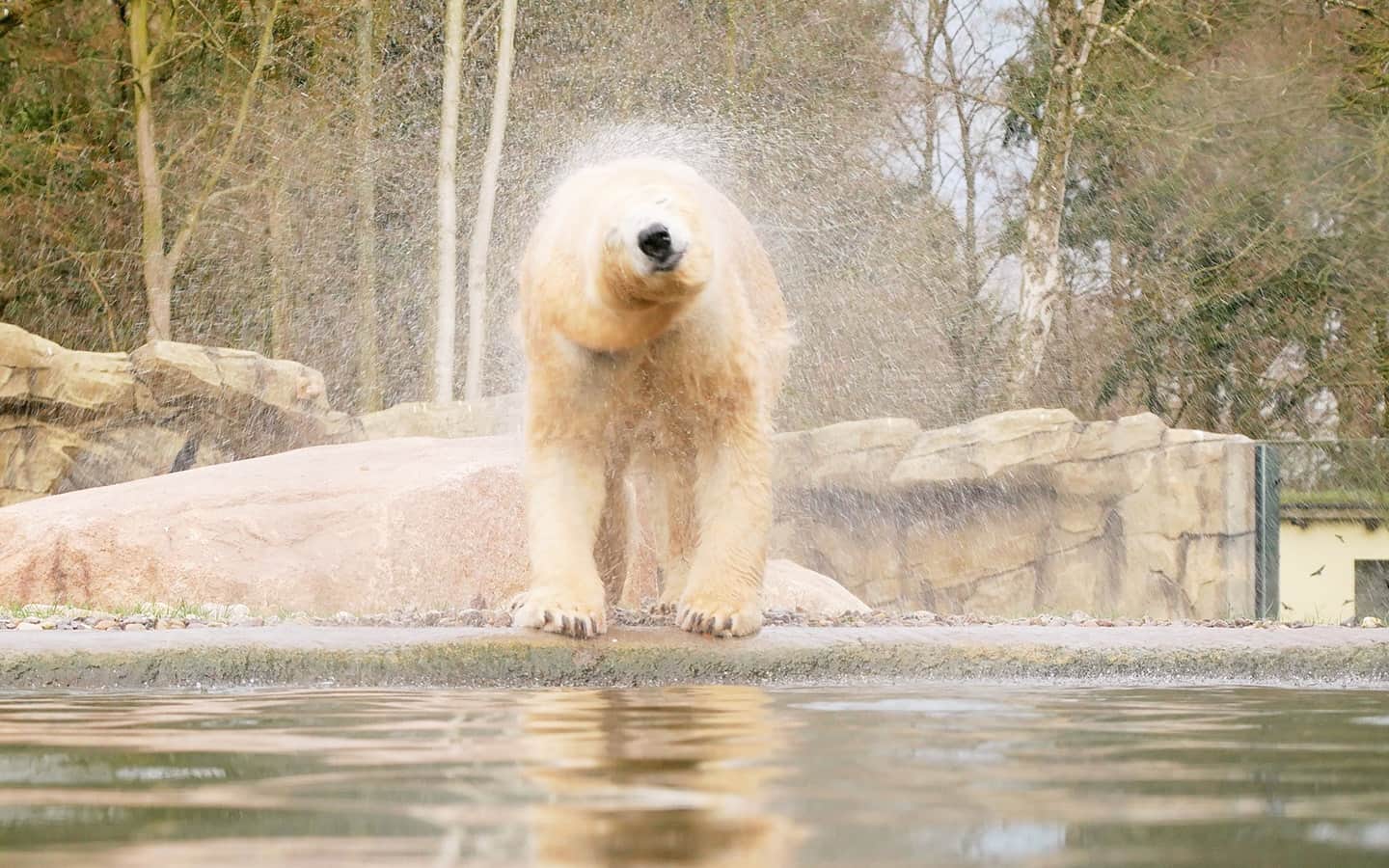 Polarbär im Rostocker Zoo