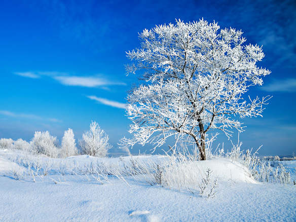 blauer Himmel und eisige Landschaft mit einem schneebedeckten Baum