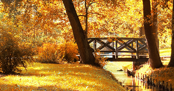 Die buntesten Farben zaubert der Herbst in die Natur - da wird die Reiselust geweckt