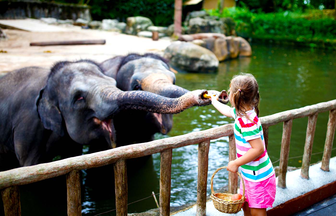 Mädchen füttert zwei Elefanten im Kölner Zoo