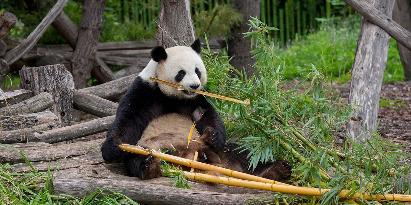 Panda im Panda Garden im Zoo Berlin