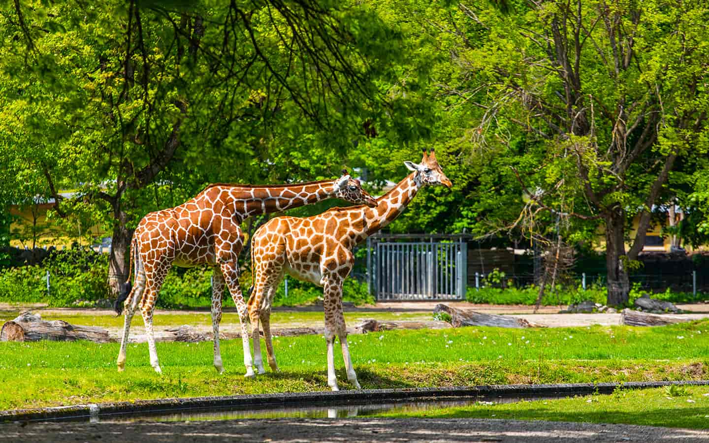 Giraffen im Tierpark Hagenbeck in Hamburg