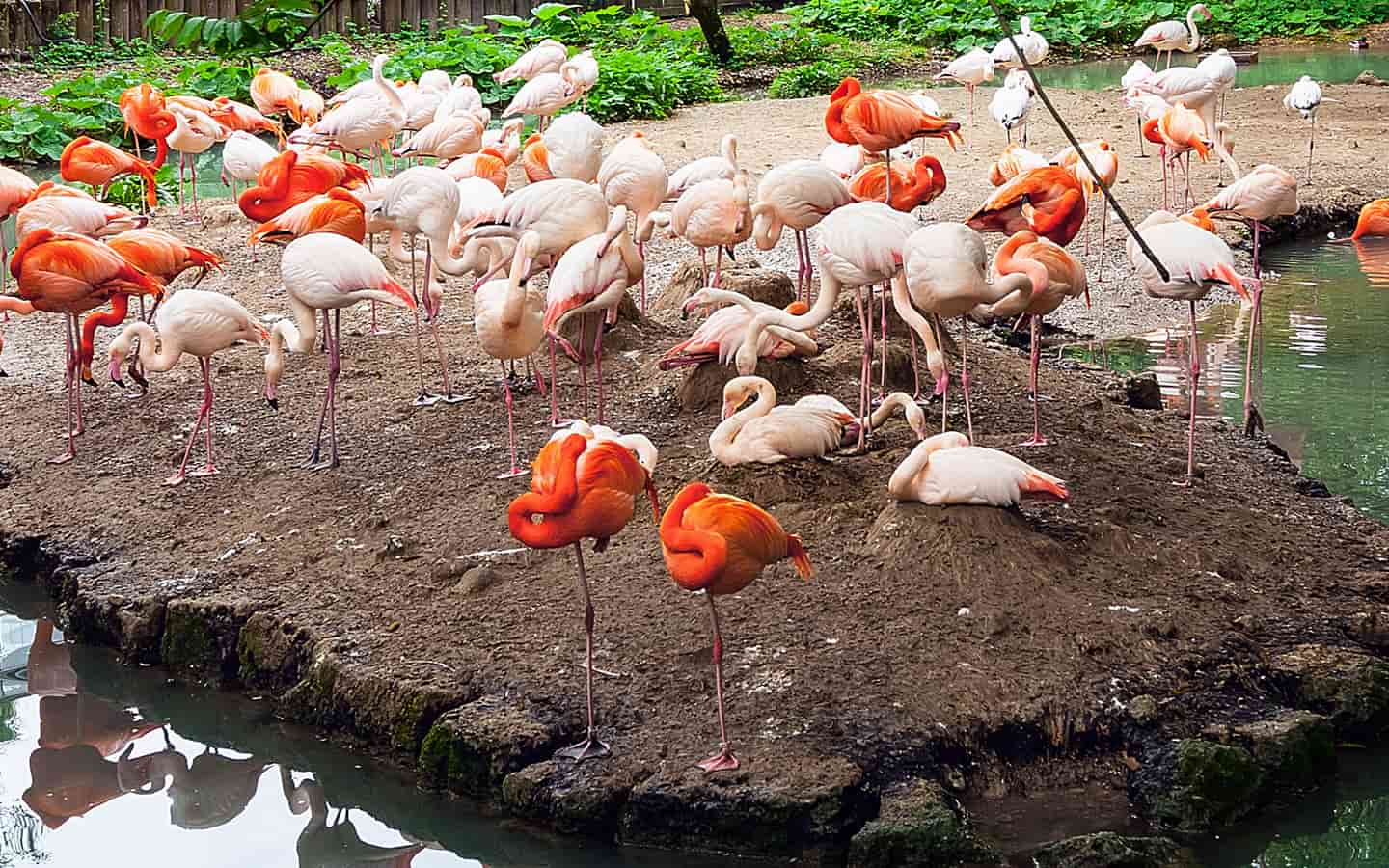 Flamingos im Tierpark Hellabrunn in München