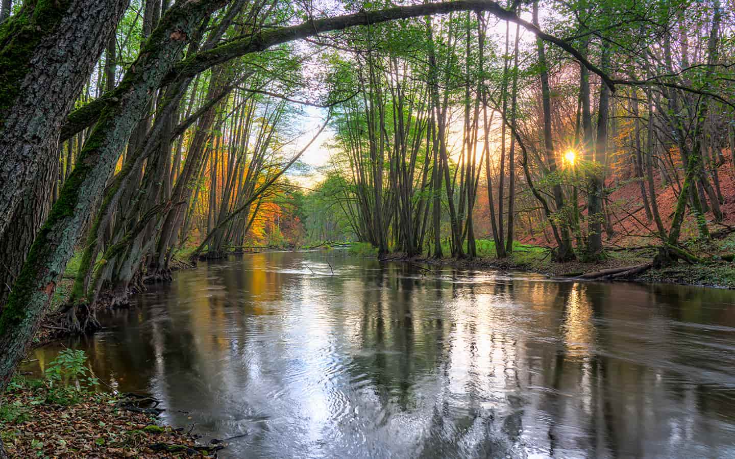 Fluss Drawa im Wald des Drawa Nationalparks, Polen