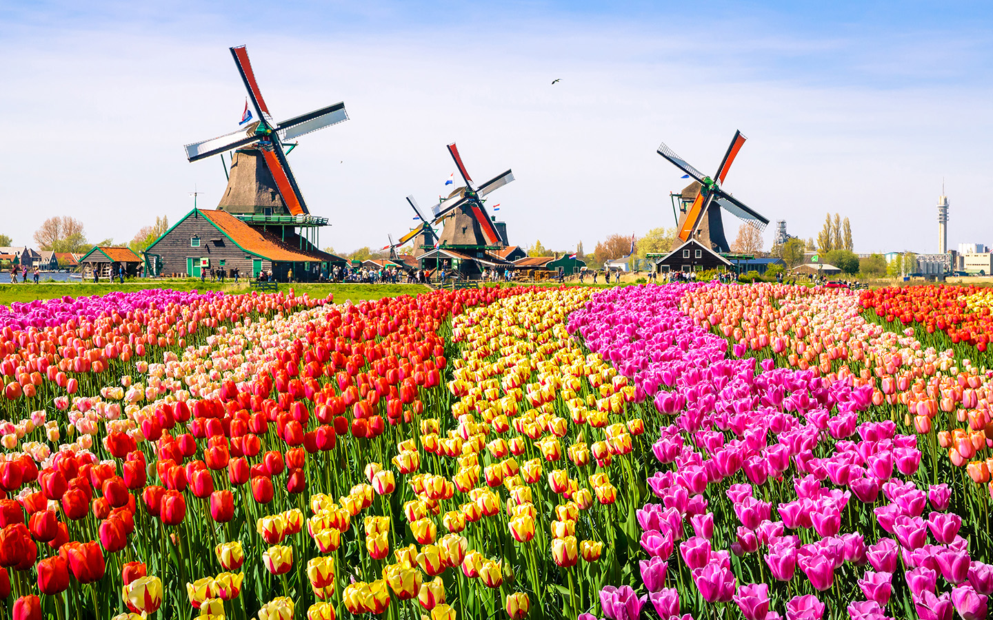 Landschaft mit Tulpen, traditionellen Windmühlen und Häusern in der Nähe des Kanals in Zaanse Schans, Niederlande