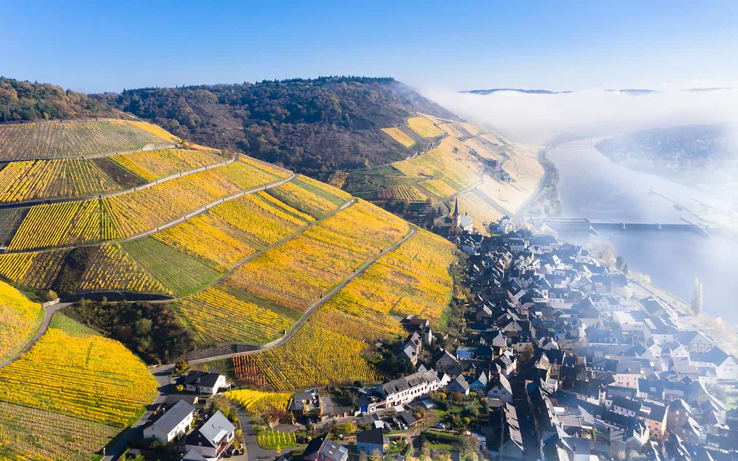 Mosel, Weinberge im Herbst, Zeltingen-Rachtig, Rheinland-Pfalz, Deutschland