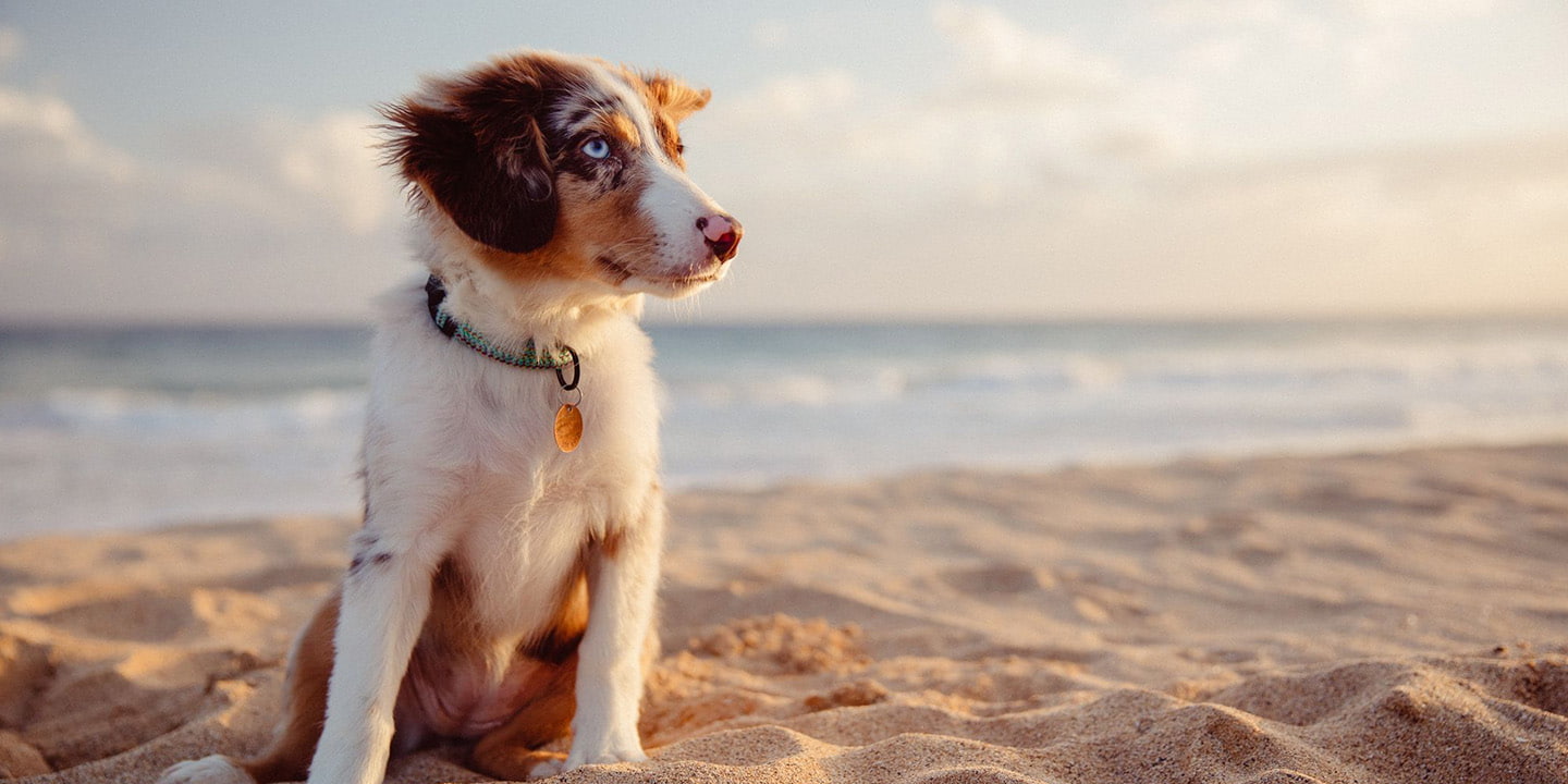 Kurzurlaub mit dem Hund am Strand
