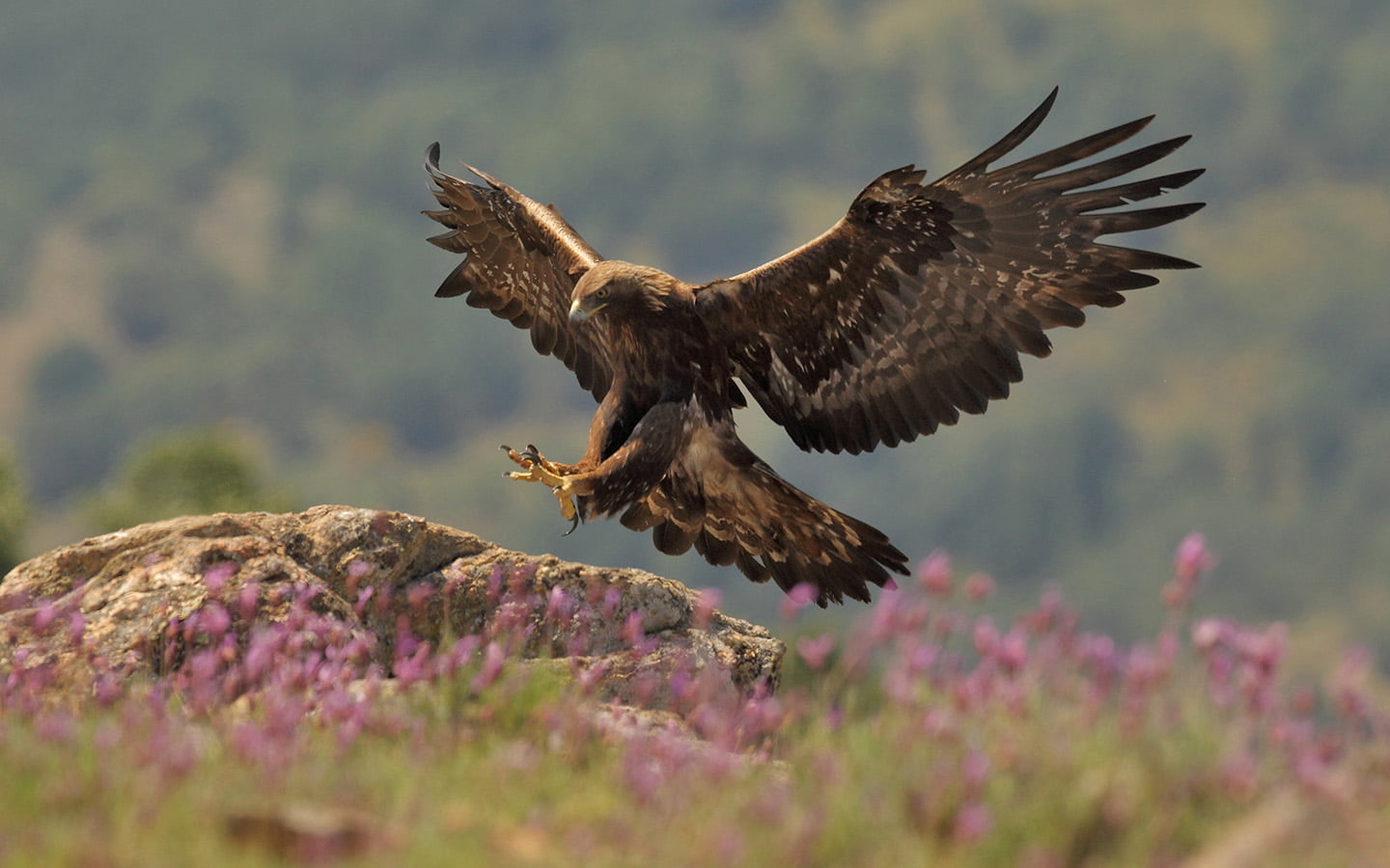 Adler im Alpengebirge