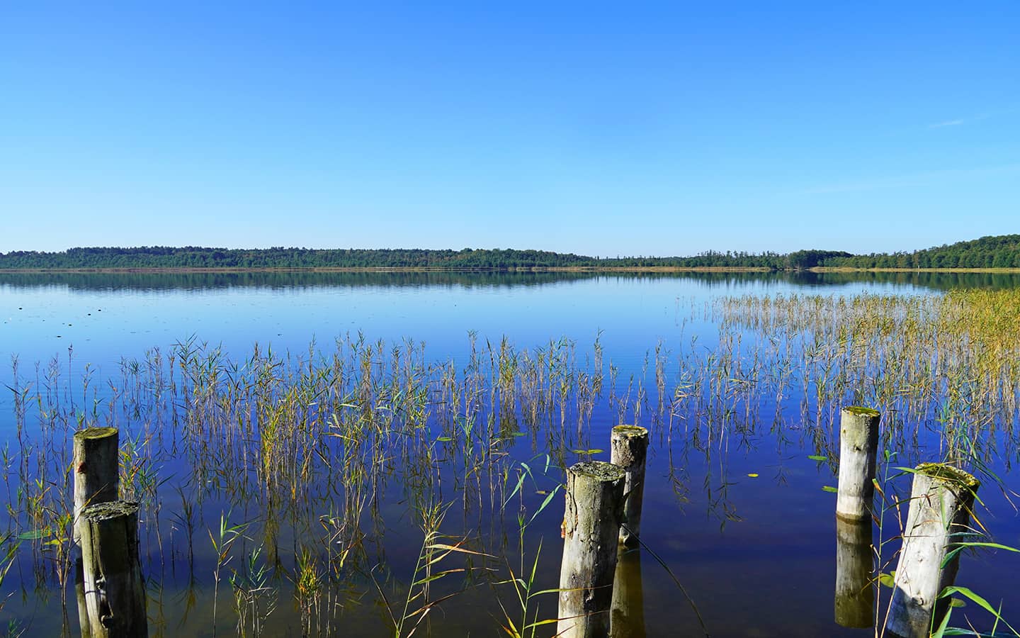 Prieserbäker See im Müritz Nationalpark, Mecklenburg Hochebene